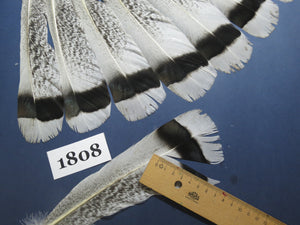 18 Pcs Natural Turkey Tail Feathers, Fly Tying Materials,Long Feathers. (1808)