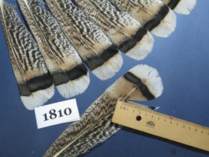 16 Pcs Tiger Turkey Tail Feathers, Fly Tying Materials,Long Feathers. (1810)