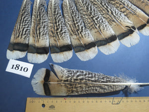 16 Pcs Tiger Turkey Tail Feathers, Fly Tying Materials,Long Feathers. (1810)