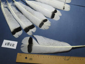 10 Pcs Natural Turkey Tail Feathers, Fly Tying Materials,Long Feathers. (1812)