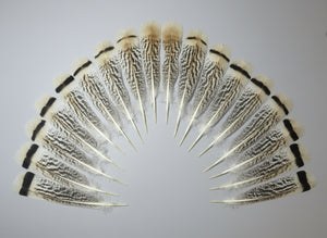 18 Pcs Tiger Turkey Tail Feathers, Fly Tying Materials,Long Feathers. (1813)