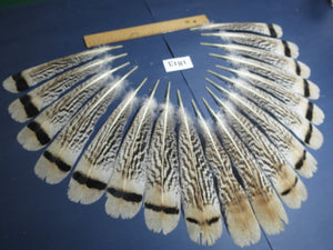 18 Pcs Tiger Turkey Tail Feathers, Fly Tying Materials,Long Feathers. (1813)