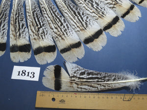 18 Pcs Tiger Turkey Tail Feathers, Fly Tying Materials,Long Feathers. (1813)