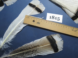 32 Pcs Natural Turkey Tail Feathers, Fly Tying Materials,Long Feathers. (1815)
