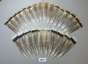 26 Pcs Amazing Turkey Tail Feathers, Fly Tying Materials,Long Feathers. (1817)