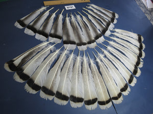 28 Pcs Amazing Turkey Tail Feathers, Fly Tying Materials,Long Feathers. (1818)