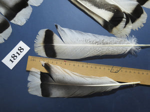 28 Pcs Amazing Turkey Tail Feathers, Fly Tying Materials,Long Feathers. (1818)