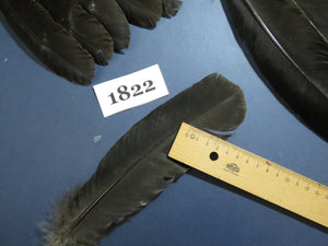 42 Pcs Natural Turkey Wing Feathers, Fly Tying Materials, Long Feathers. (1822)