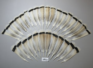 30 Pcs Amazing Turkey Tail Feathers, Fly Tying Materials,Long Feathers. (1823)