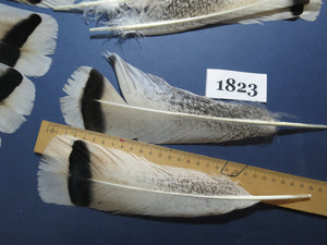 30 Pcs Amazing Turkey Tail Feathers, Fly Tying Materials,Long Feathers. (1823)