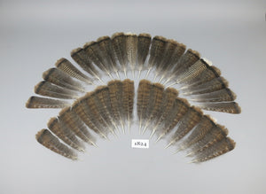 34 Pcs Brown Turkey Tail Feathers, Fly Tying Materials,Long Feathers. (1824)