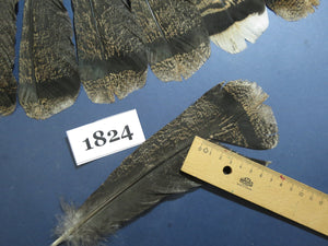 34 Pcs Brown Turkey Tail Feathers, Fly Tying Materials,Long Feathers. (1824)