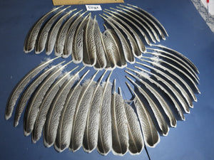 40 Pcs Natural Turkey Wing Feathers, Fly Tying Materials, Long Feathers. (1825)