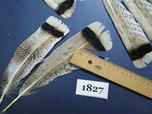 30 Pcs Natural Turkey Tail Feathers, Fly Tying Materials,Long Feathers. (1827)