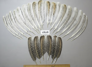 24 Pcs Natural Turkey Wing Feathers, Fly Tying Materials, Long Feathers. (1828)