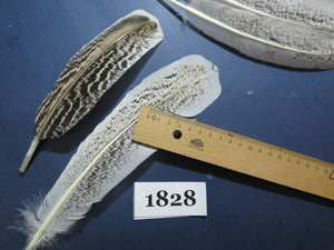 24 Pcs Natural Turkey Wing Feathers, Fly Tying Materials, Long Feathers. (1828)