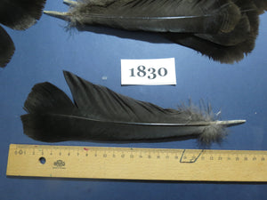 32 Pcs Black Turkey Tail Feathers, Fly Tying Materials,Long Feathers. (1830)
