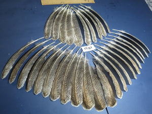 32 Pcs Natural Turkey Wing Feathers, Fly Tying Materials, Long Feathers. (1831)