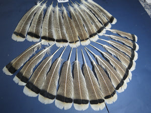24 Pcs Amazing Turkey Tail Feathers, Fly Tying Materials,Long Feathers. (1832)