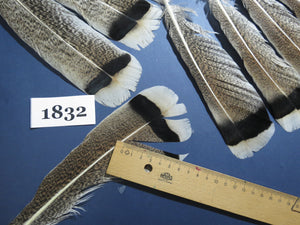 24 Pcs Amazing Turkey Tail Feathers, Fly Tying Materials,Long Feathers. (1832)