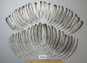 44 Pcs Natural Turkey Wing Feathers, Fly Tying Materials, Long Feathers. (1834)