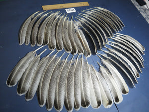 44 Pcs Natural Turkey Wing Feathers, Fly Tying Materials, Long Feathers. (1834)