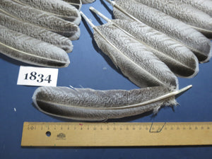44 Pcs Natural Turkey Wing Feathers, Fly Tying Materials, Long Feathers. (1834)