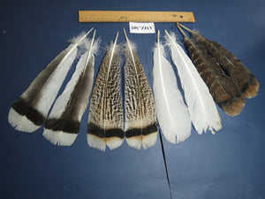 4 Pairs Of Turkey Feathers, Tail Feathers, Fly Tying Materials, Genuine Feathers (AMZ-305) DREAMMYFEATHERS