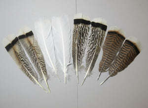 4 Pairs Of Turkey Feathers, Tail Feathers, Fly Tying Materials, Genuine Feathers (AMZ-309) DREAMMYFEATHERS