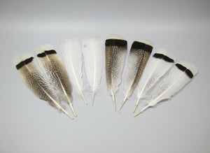 4 Pairs Of Turkey Feathers, Tail Feathers, Fly Tying Materials, Genuine Feathers (AMZ-311) DREAMMYFEATHERS
