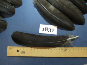 36 Pcs Black Turkey Wing Feathers, Fly Tying Materials,Long Feathers. (1837)