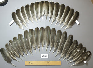 32 Pcs Real Turkey Wing Feathers, Fly Tying Materials,Long Feathers. (1839)