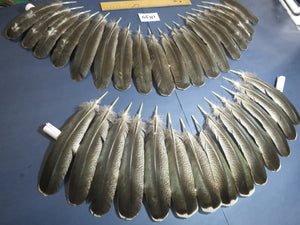 32 Pcs Real Turkey Wing Feathers, Fly Tying Materials,Long Feathers. (1839)