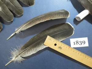 32 Pcs Real Turkey Wing Feathers, Fly Tying Materials,Long Feathers. (1839)