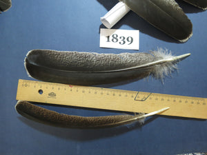 32 Pcs Real Turkey Wing Feathers, Fly Tying Materials,Long Feathers. (1839)