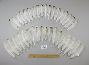 36 Pcs Real Turkey Wing Feathers, Fly Tying Materials,Long Feathers. (1841)