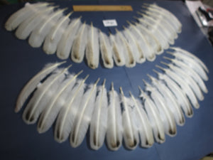 36 Pcs Real Turkey Wing Feathers, Fly Tying Materials,Long Feathers. (1841)