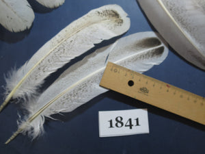 36 Pcs Real Turkey Wing Feathers, Fly Tying Materials,Long Feathers. (1841)