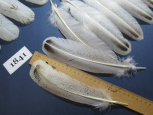 36 Pcs Real Turkey Wing Feathers, Fly Tying Materials,Long Feathers. (1841)