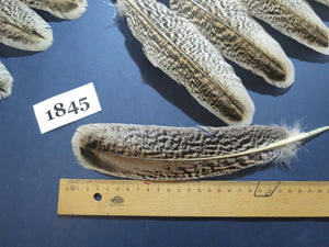 32 Pcs Tiger Turkey Wing Feathers, Fly Tying Materials,Long Feathers. (1845)