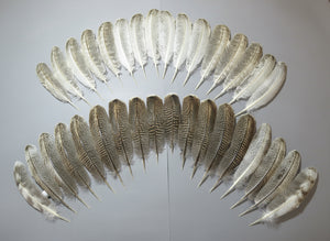 34 Pcs Real Turkey Wing Feathers, Fly Tying Materials,Long Feathers. (1848)