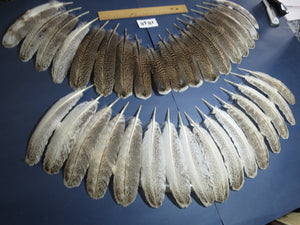 34 Pcs Real Turkey Wing Feathers, Fly Tying Materials,Long Feathers. (1848)