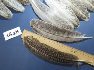 34 Pcs Real Turkey Wing Feathers, Fly Tying Materials,Long Feathers. (1848)
