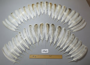 42 Pcs Real Turkey Wing Feathers, Fly Tying Materials,Long Feathers. (1849)