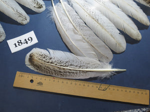 42 Pcs Real Turkey Wing Feathers, Fly Tying Materials,Long Feathers. (1849)