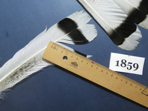 14 Pcs Natural Turkey Tail Feathers, Fly Tying Materials,Long Feathers. (1859)