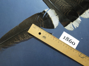 12 Pcs Natural Turkey Tail Feathers, Fly Tying Materials,Long Feathers. (1860)