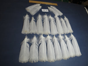 20 Pcs White Turkey Pre-Tail Feathers,Turkey Feathers,Fly Tying Material,Craft Feathers,Natural Feathers(W-397) DREAMMYFEATHERS