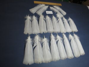 20 Pcs White Turkey Pre-Tail Feathers, Fly Tying Materials (W-398)