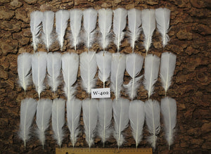 30 Pcs White Turkey Pre-Tail Feathers, Turkey Feathers,Fly Tying Material,Craft Feathers,Natural Feathers (W-402) DREAMMYFEATHERS